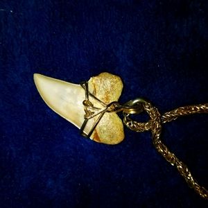 Real shark tooth necklace